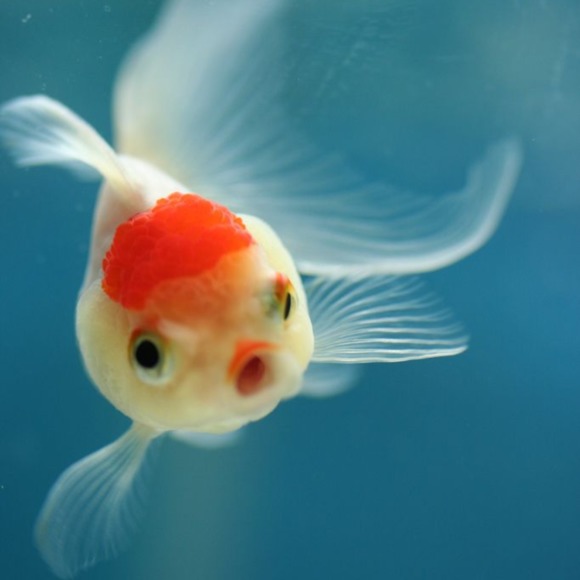 Meet your Posher, Gabriela - Picture 1 of 1